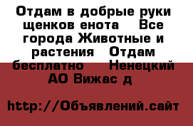 Отдам в добрые руки щенков енота. - Все города Животные и растения » Отдам бесплатно   . Ненецкий АО,Вижас д.